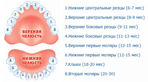 Порядок прорезывания молочных зубов у детей схема фото