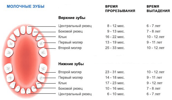 Молочные зубы у котят схема как выпадают